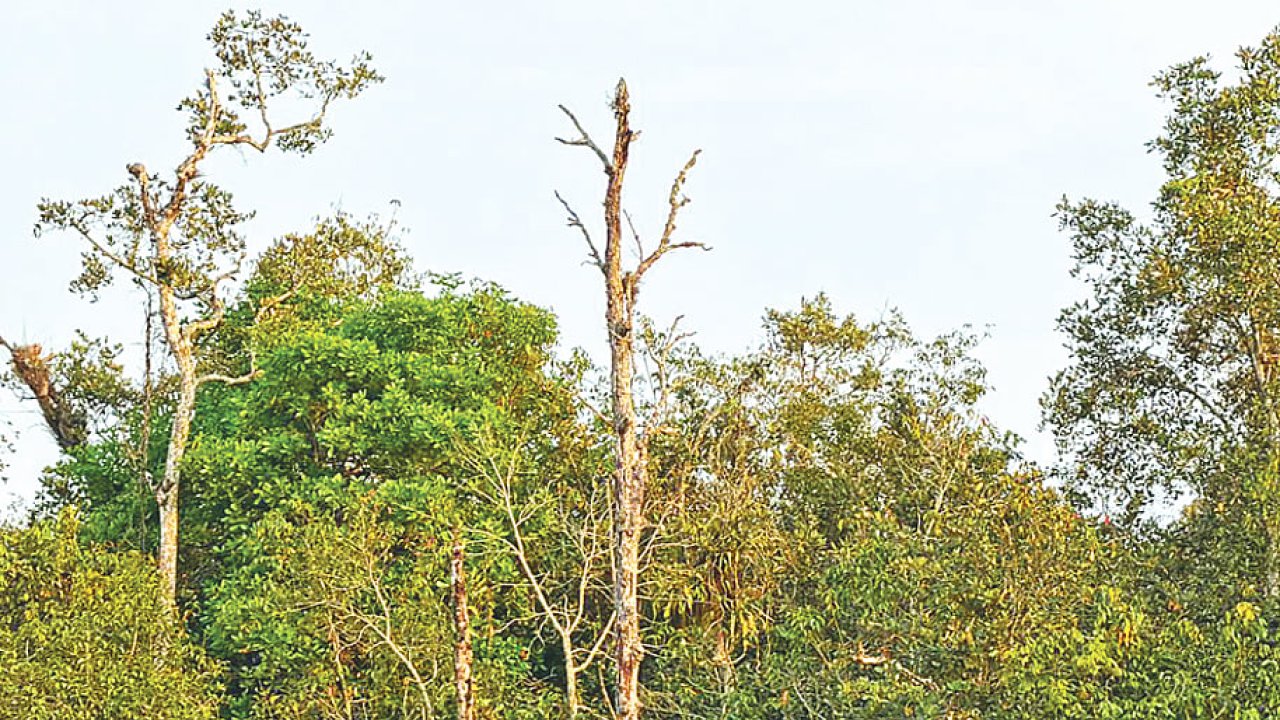 সুন্দরবনে ৩৯% সুন্দরী গাছ রোগে আক্রান্ত
