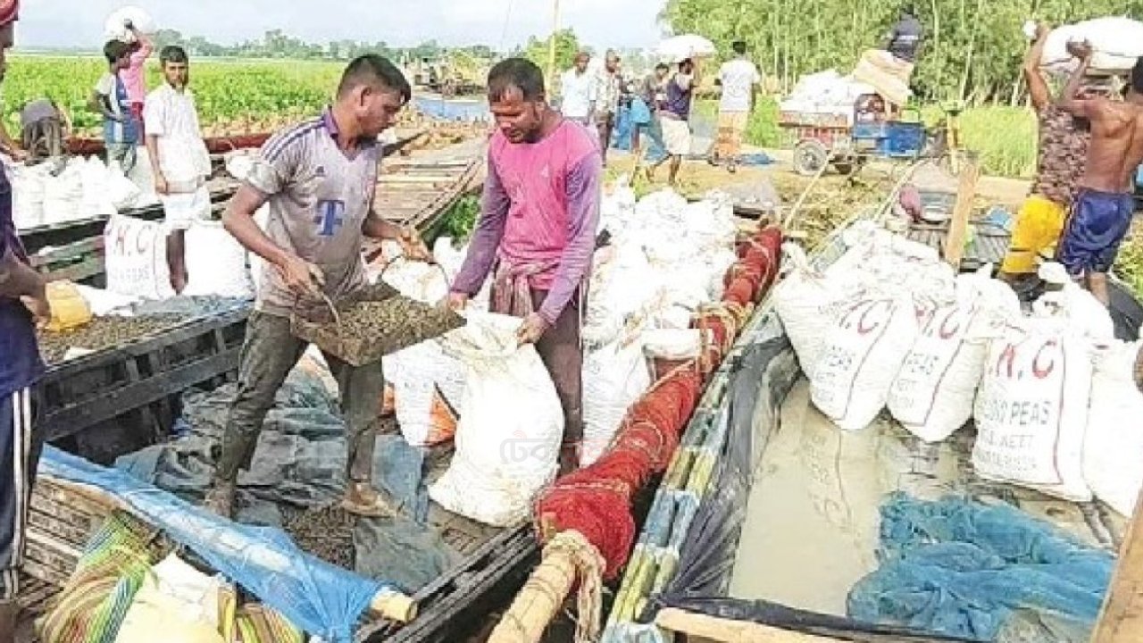 চলনবিলে অবাধে চলছে শামুক-ঝিনুক নিধন