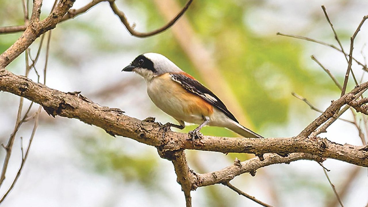 বাবুডাইংয়ের ছোট লাটোরা