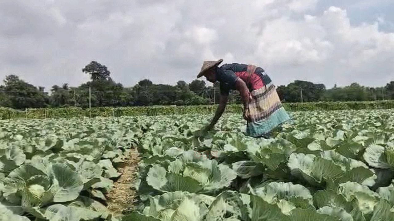 আগাম সবজি চাষে ব্যস্ত ঝিনাইদহের কৃষক, দাম ভালো পেলেও উৎপাদন খরচ নিয়ে দুশ্চিন্তা
