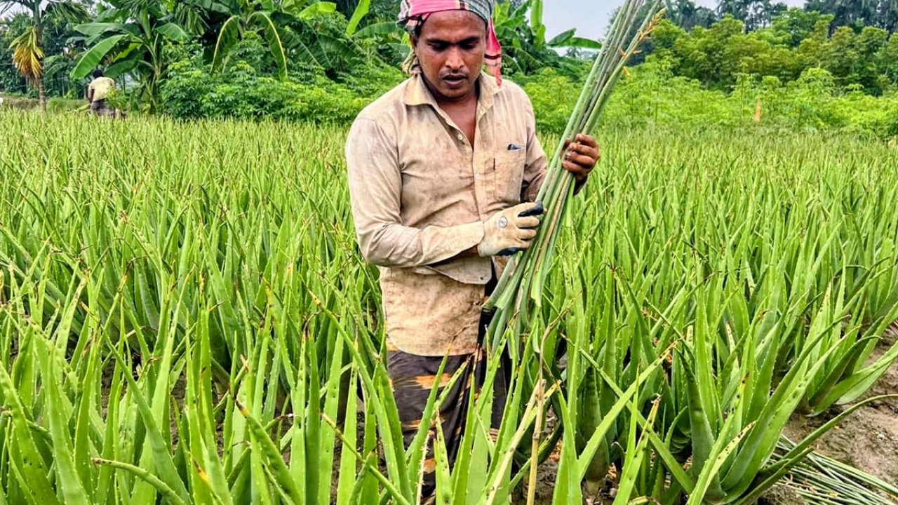 ভেষজ উৎপাদনে ১৬ গ্রামের মানুষের ভাগ্য বদলেছে