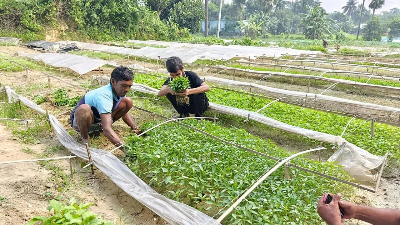 এক গ্রামে সবজির চারা বিক্রি ১৫ কোটি টাকার রেকর্ড