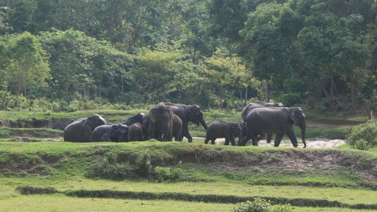 মেঘালয়ের গারো পাহাড়ে হাতির পথ বন্ধ, ১৫০ প্রাণীর অনিশ্চয়তা